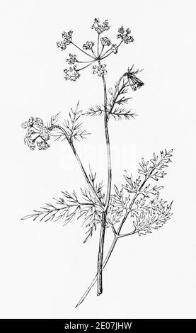 Antica illustrazione botanica incisione di Earthnut, Pignut / Conopodium majus. Disegni di bellifers britannici. Radice commestibile. Vedere Note Foto Stock