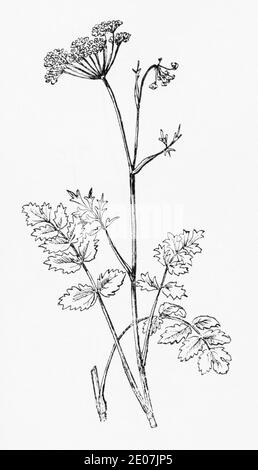 Antica illustrazione botanica incisione di sassifragio di Burnet/Pimpinella saxifraga. Disegni di bellifers britannici. Piante medicinali a base di erbe. Vedere Note Foto Stock