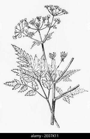 Antica illustrazione botanica incisione di prezzemolo di mucca / Anthriscus sylvestris. Disegni di bellifers britannici. Vedere Note Foto Stock