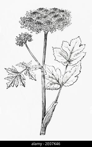 Antica illustrazione botanica incisione di Hogweed / Heracleum sphondylium. Disegni di bellifers britannici. Vedere Note Foto Stock