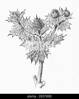 Antica illustrazione botanica incisione di Marte Holly / Eryngium maritimum. Disegni di bellifers britannici. Pianta di erbe medicinali tradizionali. Vedere Note Foto Stock