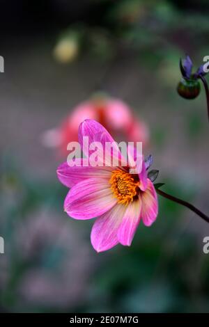 Dahlia Bright Eyes,purple rosa colorato in giallo,fiore,fiori,fioritura,RM Floral Foto Stock