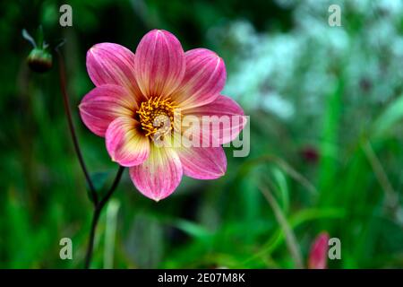 Dahlia Bright Eyes,purple rosa colorato in giallo,fiore,fiori,fioritura,RM Floral Foto Stock