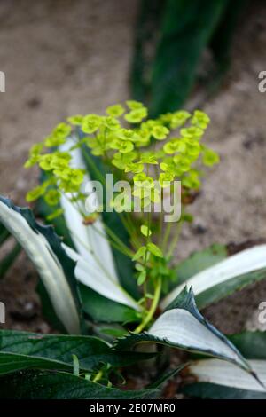 euphorbia rigida,sempreverde perenne,rosetta,spinoso-refilato,foglie grigio-verde,striscia centrale cremosa-bianca,bordo misto,piantagione mista,RM Floral,Agave am Foto Stock