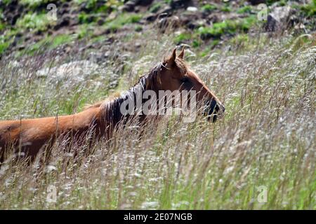 Brumbies - cavalli selvatici australiani - nelle montagne innevate Foto Stock