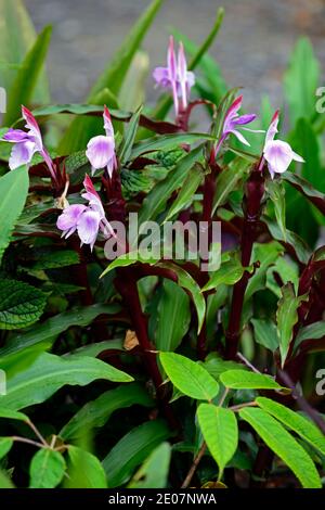 Roscoea purpurea spice island,fiori lilla,fiore viola,vistose orchidea-come fiori,fioritura,RM Floral Foto Stock