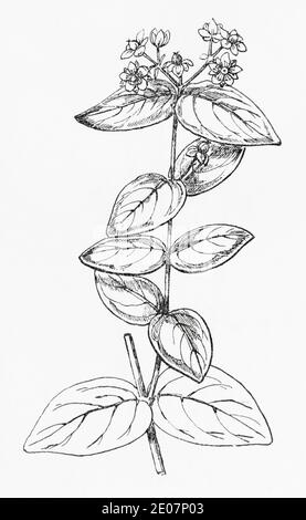 Antica illustrazione botanica incisione di Tutsan / Hypericum androsaemum, Androsaemum officinale. Pianta di erbe medicinali tradizionali. Vedere Note Foto Stock