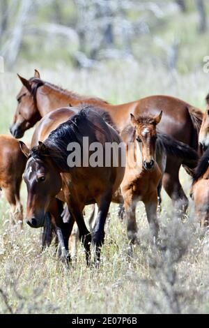 Brumbies - cavalli selvatici australiani - nelle montagne innevate Foto Stock