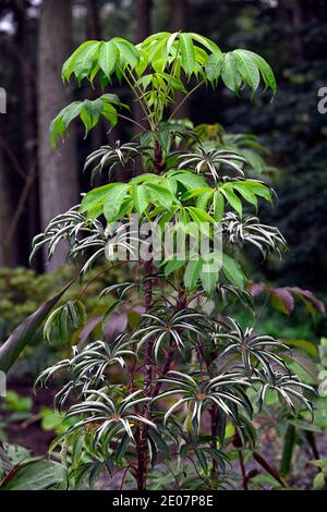 Schefflera shweliensis NJM 13 130,verde,foglie,fogliame,tropicale,esotico,pianta,nuova crescita,verde argento fogliame grigio,verde grigio foglie d'argento, sempreverde f Foto Stock