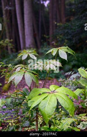 Schefflera shweliensis NJM 13 130,verde,foglie,fogliame,tropicale,esotico,pianta,nuova crescita,verde argento fogliame grigio,verde grigio foglie d'argento, sempreverde f Foto Stock