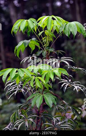 Schefflera shweliensis NJM 13 130,verde,foglie,fogliame,tropicale,esotico,pianta,nuova crescita,verde argento fogliame grigio,verde grigio foglie d'argento, sempreverde f Foto Stock