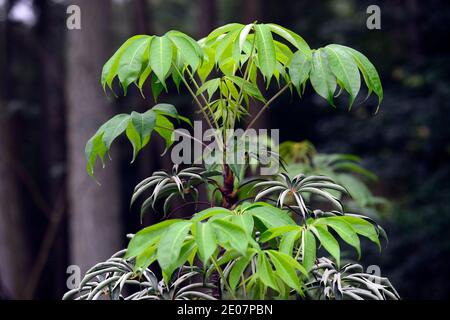Schefflera shweliensis NJM 13 130,verde,foglie,fogliame,tropicale,esotico,pianta,nuova crescita,verde argento fogliame grigio,verde grigio foglie d'argento, sempreverde f Foto Stock