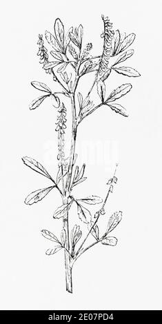 Antica illustrazione botanica incisione di Sweet White Clover / Melilotus albus. Pianta di erbe medicinali tradizionali. Vedere Note Foto Stock