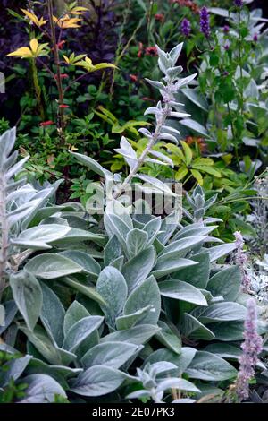 Stachys byzantina grandi orecchie, Stachys grandi orecchie, agnello-orecchio, Woolly hedgenortch, foglia d'argento, foglie d'argento, furry, peloso fogliame, tattile Foglie, RM Floral Foto Stock