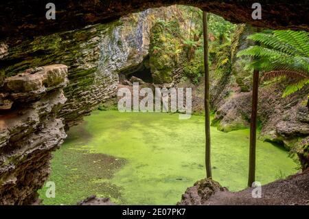 Arco di Trowutta nella foresta di Tarkine in Tasmania, Australia Foto Stock