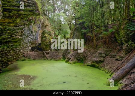 Dolina dietro l'Arco di Trowutta nella foresta di Tarkine in Tasmania, Australia Foto Stock