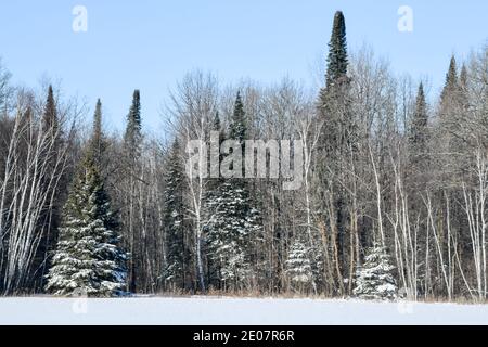 Alberi allineati lungo il bordo del campo forestale con neve in inverno sotto il cielo blu Foto Stock