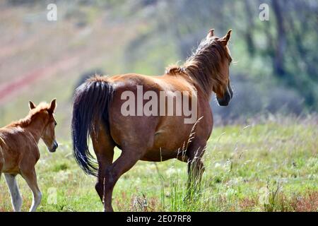 Brumbies - cavalli selvatici australiani - nelle montagne innevate Foto Stock