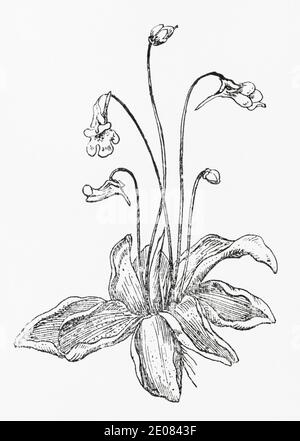 Antica illustrazione botanica incisione di Butterwort comune / Pinguicula vulgaris. Pianta di erbe medicinali tradizionali. Vedere Note Foto Stock