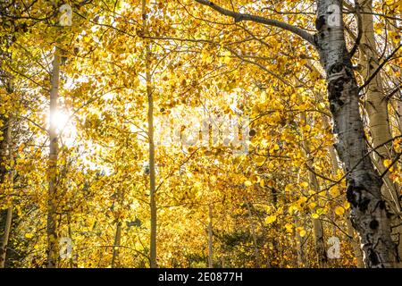 Aspen Trees retroilluminato, Taggart Lake Trail, Grand tetons National Park, Wyoming, Stati Uniti. Foto Stock