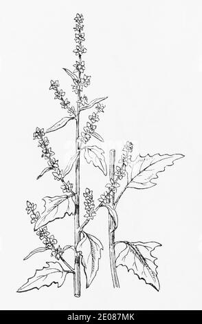 Vecchia illustrazione botanica incisione di Orache comune / patula Atriplex. Vedere Note Foto Stock