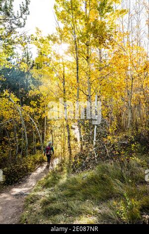 Una donna che camminava sul sentiero del lago Taggart attraverso gli alberi retroilluminati di Aspen, il Grand Tetons National Park, Wyoming, USA. Foto Stock