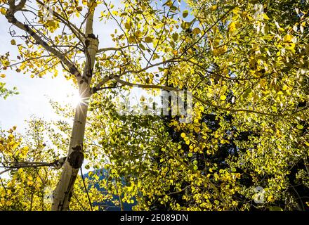 Aspen Trees retroilluminato, Taggart Lake Trail, Grand tetons National Park, Wyoming, Stati Uniti. Foto Stock