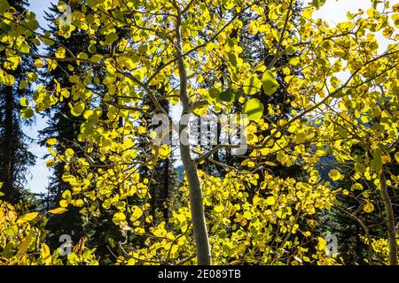 Aspen Trees retroilluminato, Taggart Lake Trail, Grand tetons National Park, Wyoming, Stati Uniti. Foto Stock