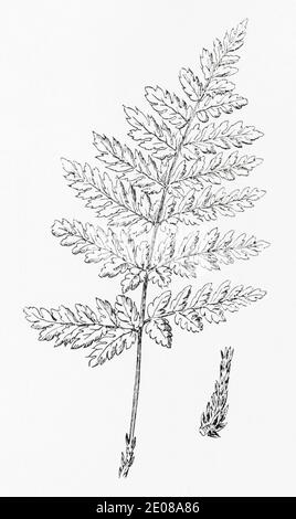 Antica illustrazione botanica incisione di Broad Buckler Fern, Shield Fern / Dryopteris dilatata. Pianta di erbe medicinali tradizionali. Vedere Note Foto Stock