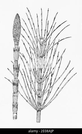 Antica illustrazione botanica incisione di Grande coda di Cavallo / Equisetum telmateia. Pianta di erbe medicinali tradizionali. Vedere Note Foto Stock