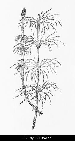 Antica illustrazione botanica incisione di legno Horsetail / Equisetum sylvaticum. Pianta di erbe medicinali tradizionali. Vedere Note Foto Stock