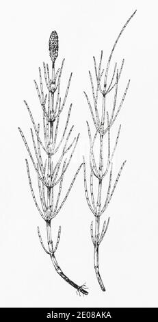 Antica illustrazione botanica incisione di marsh coda di cavallo / Equisetum palustre. Pianta di erbe medicinali tradizionali. Vedere Note Foto Stock