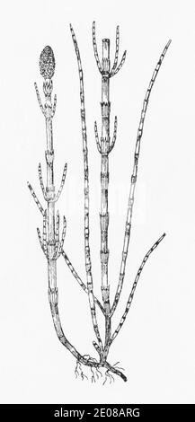 Antica illustrazione botanica incisione di acqua Horsetail / Equisetum fluviatile. Pianta di erbe medicinali tradizionali. Vedere Note Foto Stock