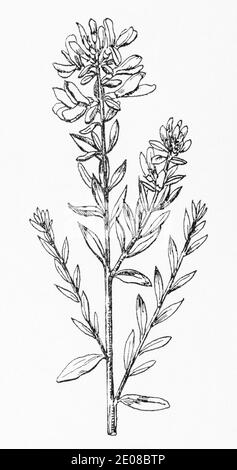 Antica illustrazione botanica incisione di Dyers Greenweed, Dyers Brok / Genista tinctoria. Pianta di erbe medicinali tradizionali. Vedere Note Foto Stock