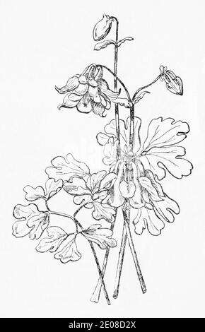 Antica illustrazione botanica incisione di Columbine / Aquilegia vulgaris. Pianta di erbe medicinali tradizionali. Vedere Note Foto Stock