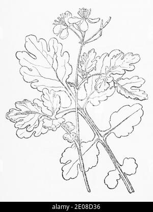 Antica illustrazione botanica incisione di Celandine maggiore / Chelidonium majus. Pianta di erbe medicinali tradizionali. Vedere Note Foto Stock