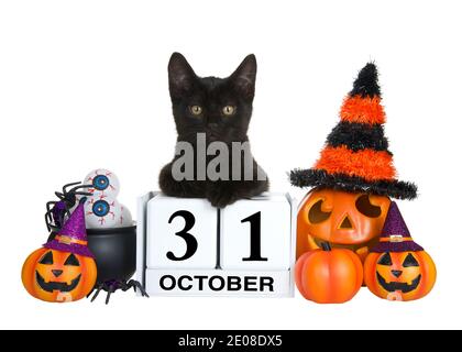 Adorabile kitten nero rilassato posa su blocchi calendario con data di festa per Halloween, ottobre 31. Circondato da jack-o-lanterne di zucca con wit Foto Stock