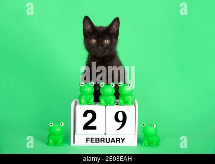 Adorabile gattino nero appollaiato su blocchi di calendario con data di festa per l'anno del Leap, 29 febbraio. Rane verdi in cima e accanto alla data. Sfondo verde. Foto Stock