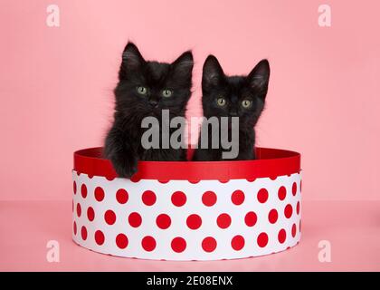 Due adorabili gattini neri seduti in una scatola rotonda bianca con puntini di polka rossi, uno con zampa sul lato della scatola guardando direttamente lo spettatore. Sfondo rosa. Foto Stock