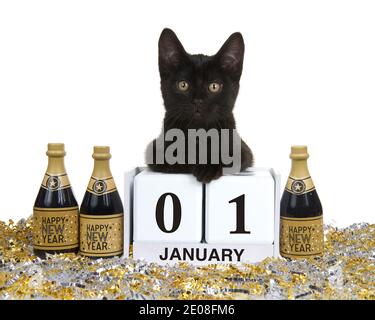 Adorabile gattino nero disteso posa su blocchi di calendario con data di festa per Capodanno, gennaio 01. Isolato su bianco Foto Stock