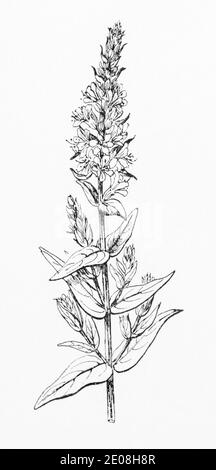 Antica illustrazione botanica incisione di Loosewlife viola / Lythrum salicaria. Pianta di erbe medicinali tradizionali. Vedere Note Foto Stock