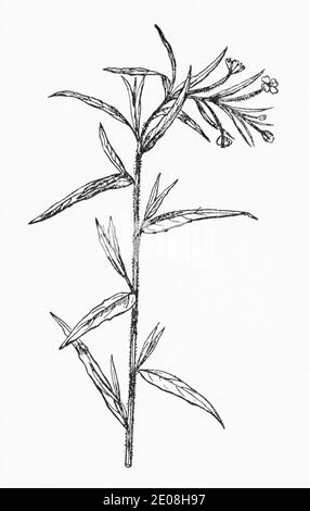 Antica illustrazione botanica incisione di Marsh Willowwib / Epilobium palustre. Vedere Note Foto Stock