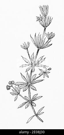 Antica illustrazione botanica incisione di Goosegrass, Cleavers / Galium aparine. Pianta di erbe medicinali tradizionali. Vedere Note Foto Stock