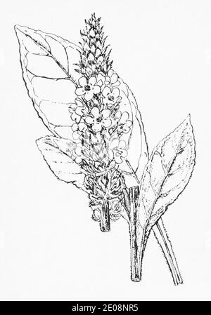 Antica illustrazione botanica incisione di Verbascum thapsus / Grande Mullein. Pianta di erbe medicinali tradizionali. Vedere Note Foto Stock
