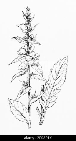 Antica illustrazione botanica incisione di Verbascum virgatum / Golden-Rod Mullein. Vedere Note Foto Stock