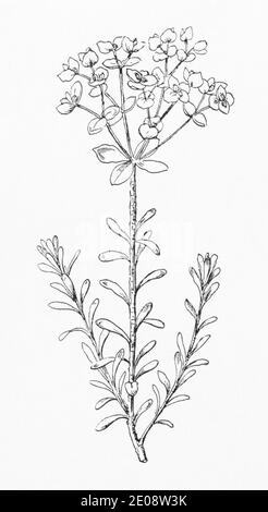 Antica illustrazione botanica incisione di Portland Spurge / Euphorbia portlandica. Vedere Note Foto Stock