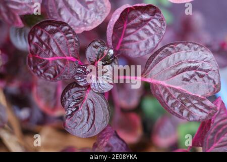 primo piano sulle foglie di puprple di una pianta di spezie in crescita Foto Stock