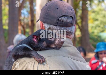 Allevatore di animali che tiene un diavolo della tasmania al santuario di Trowunna in Tasmania, Australia Foto Stock