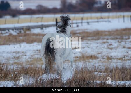 Cavallo che corre nella neve Foto Stock