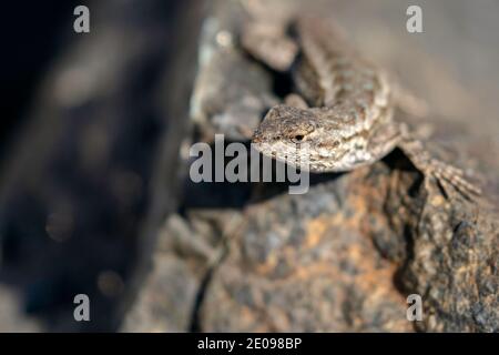 Ventre blu Lizard Foto Stock